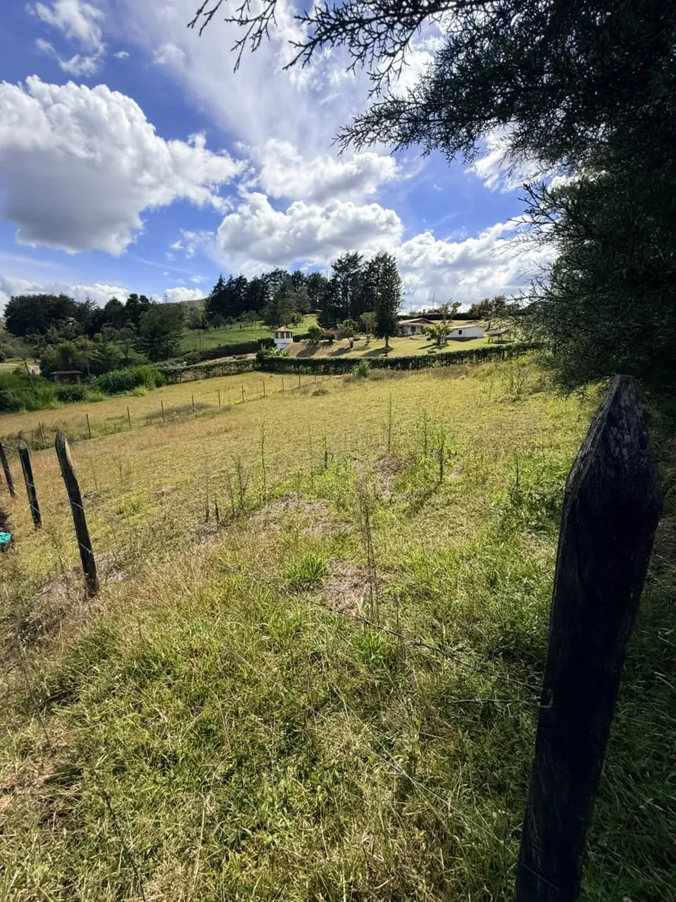Pasto y árboles en el borde del lote